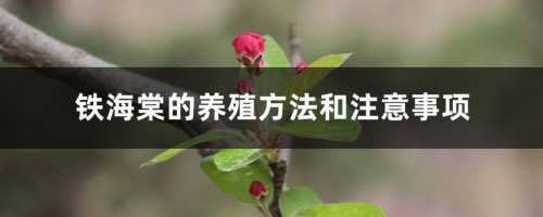 铁海棠的养殖方法和注意事项