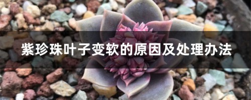 紫珍珠叶子变软的原因及处理办法