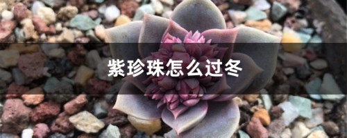 紫珍珠怎么过冬